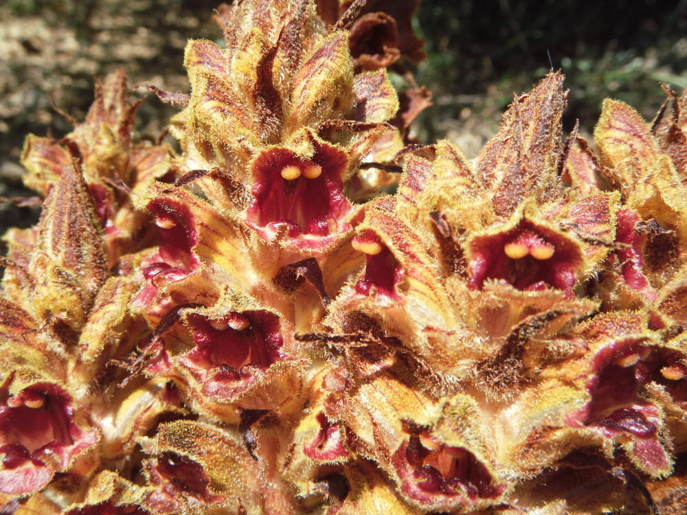 orobanche-gracilis.jpg