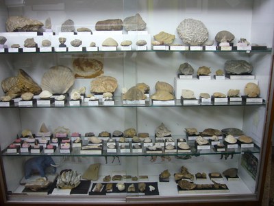 G-paleontologia.JPG